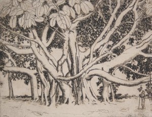 Hill, Polly Knipp. Giant Rubber Tree. Etching, 54 of 67, 7 by 9 inches.